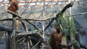 Mały orangutan sumatrzański z mamą Ketawą na wybiegu w Orientarium Zoo Łódź Fot. PAP/Marian Zubrzycki