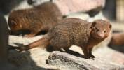 Nowi mieszkańcy Gdańskiego Ogrodu Zoologicznego, mangusteczki karłowate. Fot. PAP/Adam Warżawa