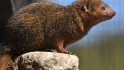 Nowi mieszkańcy Gdańskiego Ogrodu Zoologicznego, mangusteczki karłowate. Fot. PAP/Adam Warżawa