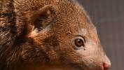 Nowi mieszkańcy Gdańskiego Ogrodu Zoologicznego, mangusteczki karłowate. Fot. PAP/Adam Warżawa