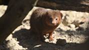 Nowi mieszkańcy Gdańskiego Ogrodu Zoologicznego, mangusteczki karłowate. Fot. PAP/Adam Warżawa