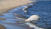 Od martwego wieloryba znalezionego na plaży pobrano próbki do badań. Fot. PAP/PAP/Andrzej Jackowski