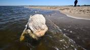 Od martwego wieloryba znalezionego na plaży pobrano próbki do badań. Fot. PAP/PAP/Andrzej Jackowski