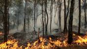 Pożar lasu w Fontainebleau. Fot. PAP/EPA/GAUTHIER BEDRIGNANS