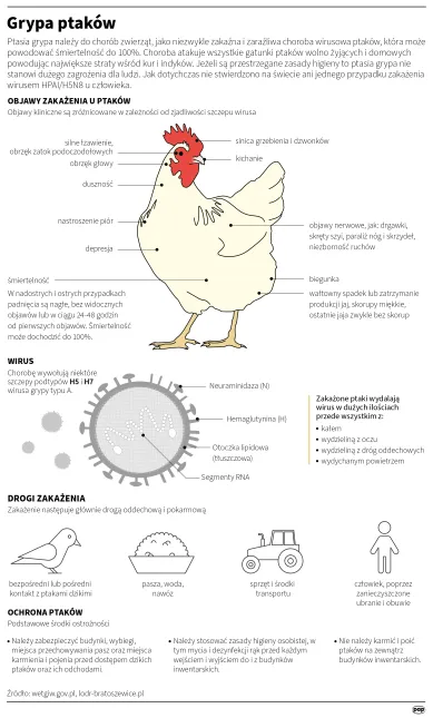 Ptasia grypa. Autor: PAP/Infografika/Maria Samczuk , Maciej Zieliński