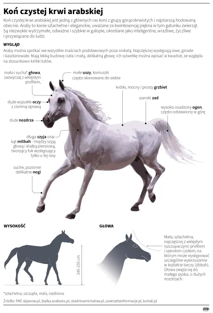 Koń czystej krwi arabskiej Autor: Maria Samczuk