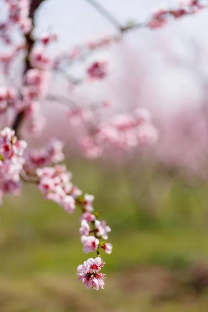 Kwitnące sady brzoskwiniowe atrakcją północnej Grecji. Fot. PAP/EPA/ACHILLEAS CHIRAS