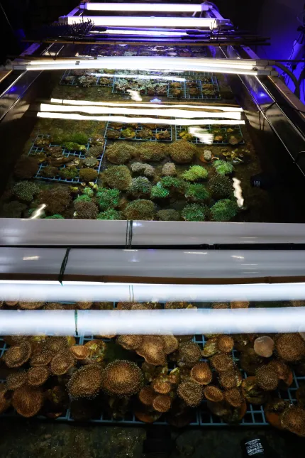 Fragmenty rafy koralowej przemycone do Warszawy. Fot. PAP/Marian Zubrzycki