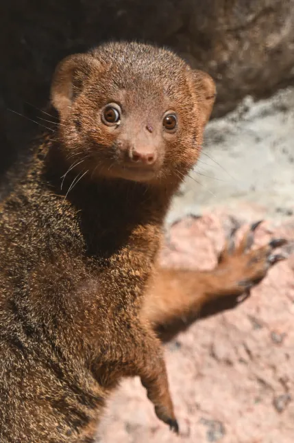 Nowi mieszkańcy Gdańskiego Ogrodu Zoologicznego, mangusteczki karłowate. Fot. PAP/Adam Warżawa